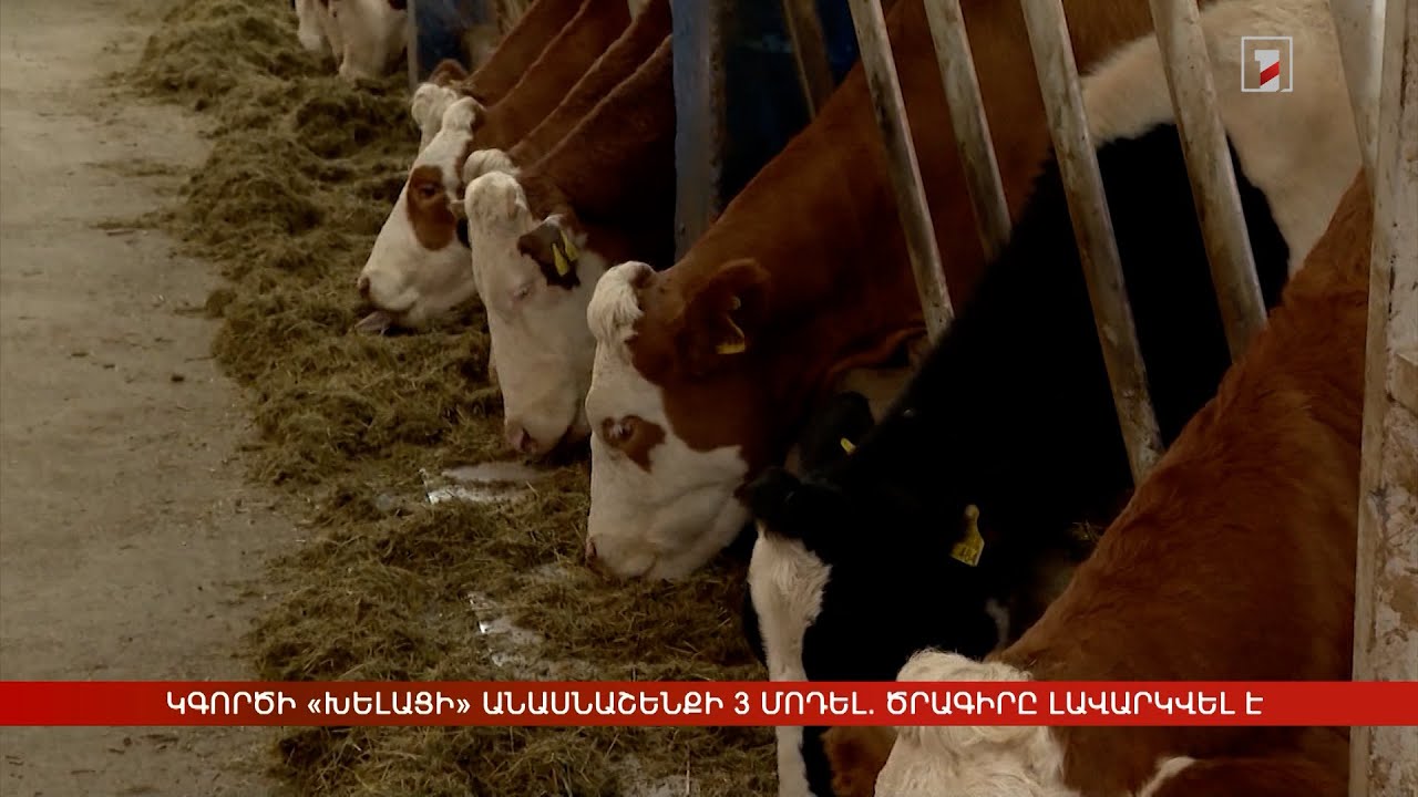 Կգործի «խելացի» անասնաշենքի 3 մոդել. ծրագիրը լավարկվել է