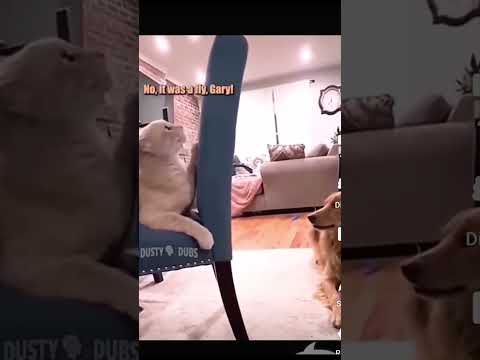 cat memes (not mine)