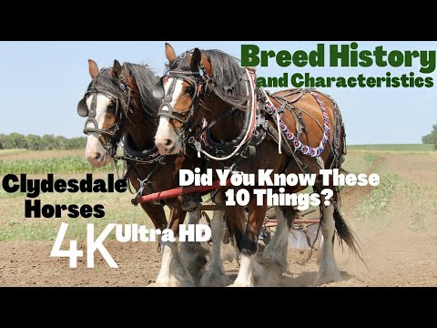 10 Things About Clydesdale Horses You Did Not Know | Narrated by SoTheAdventure