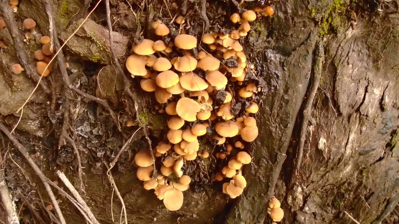 Common Stump Brittlestem (Psathyrella piluliformis) - YouTube