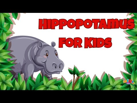 Hippopotamus for Kids 🦛 | Fun Facts About Hippos | Kids Hour Animal Adventures