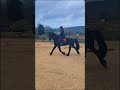 Cheval frison 