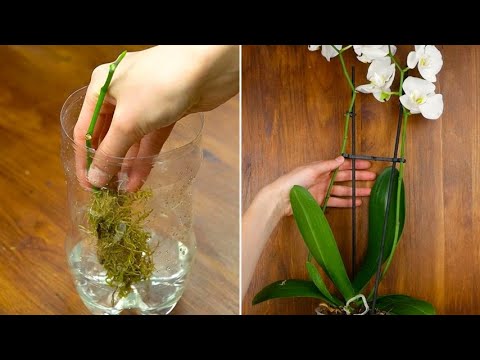 , title : 'Come propagare l'orchidea in casa utilizzando una vecchia bottiglia di plastica'