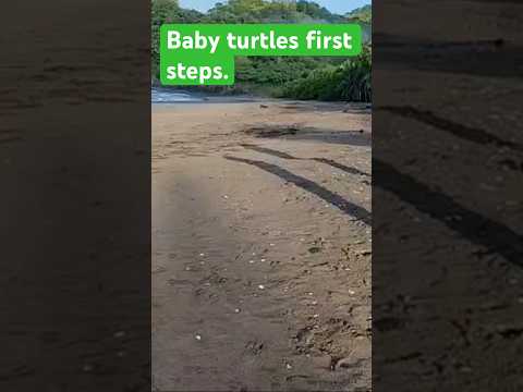 Baby turtles first steps to the ocean Playa Corozalito Costa Rica.