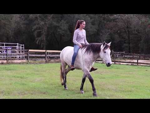 Lynx the Mustang December 2018 Liberty