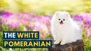 Video preview image #1 Pomeranian Puppy For Sale in LAWNDALE, NC, USA