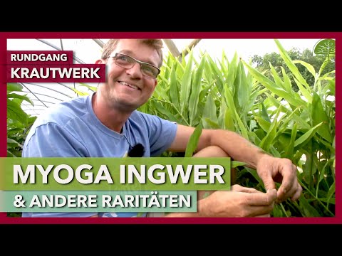 Japanischer Ingwer "Myoga" & andere Raritäten für die Marktgärtnerei | Krautwerk | Rundgang 6
