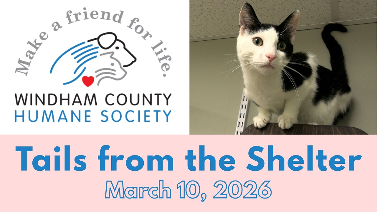 Windham County Humane Society: Tails from the Shelter - March 10, 2026
