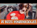 Hoe leer je je hond hondenkoekjes bakken?! | DierenpraatTV