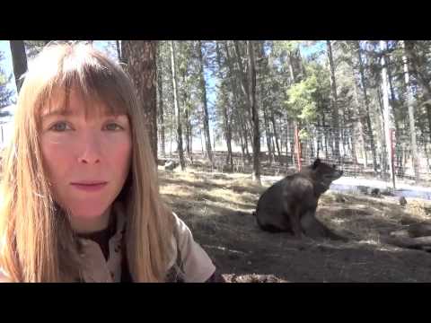 YouTube video about: How much do wolves cost?