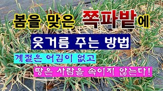 [텃밭농부 1,791]  봄냄새 맡은 쪽파밭에 웃거름 주는 방법. #쪽파재배