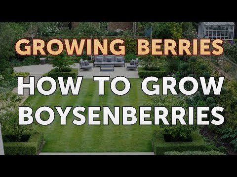 How to Grow Blackberries From Seeds