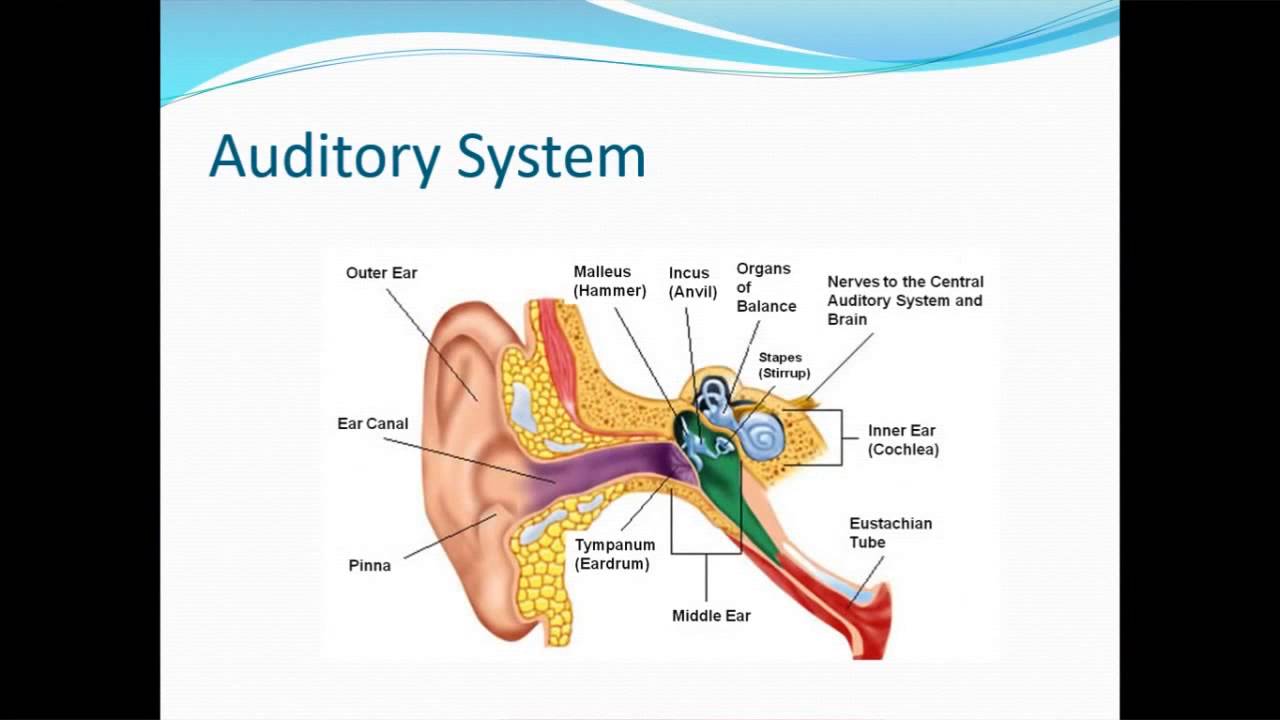 Minicourse - Left vs. Right Brain Functioning