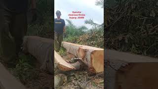 Download lagu direbahkan dulu biar belah duren nya makin enak🤣🤣 #operatorchainsaw #woodworking #viralshort mp3