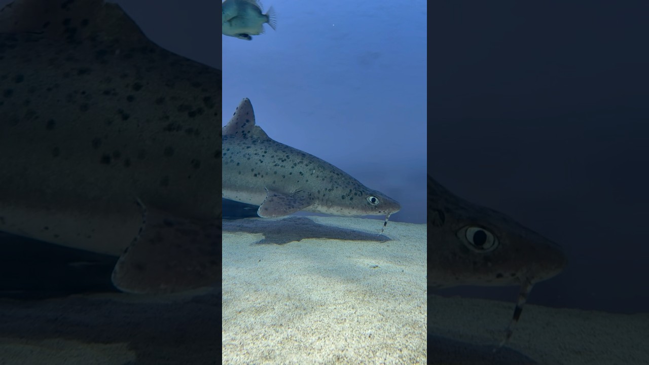 鳥羽水族館に行ってきましたpart2