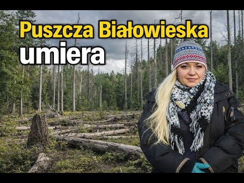 The Białowieża Forest is dying