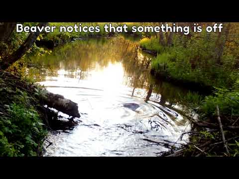 Time-lapse of a beaver building a dam