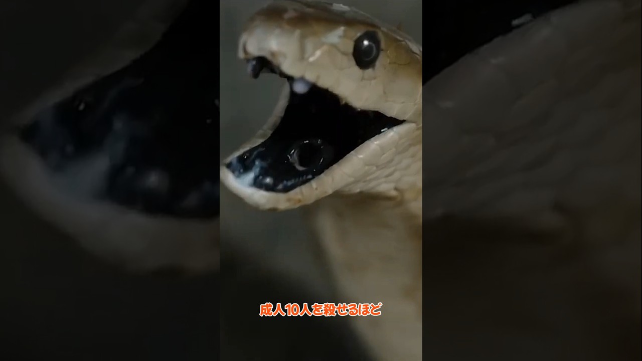 たった1滴で成人10人をヤれる猛毒！噛みつかれたその瞬間、人生終了…ブラックマンバのおもしろい生態雑学