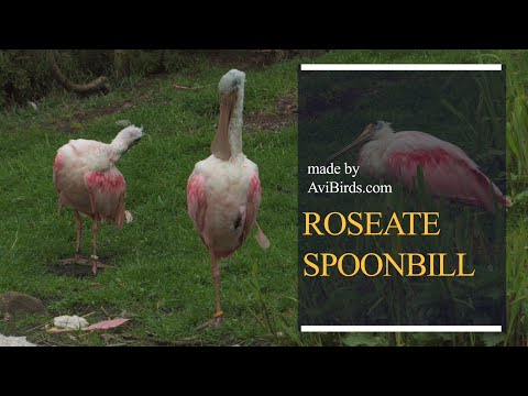 Kolpík ružový (Platalea ajaja) — Roseate Spoonbill videodokument