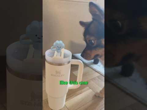 Dog Rates Stanley Straw Covers! #dogs #funnydogs #stanley #tumbler #cuteaccessories #kawaii