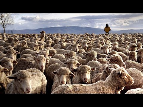 , title : 'How 5,17 Million Sheep In The United States Are Raised By Ranchers - Sheep Farming'