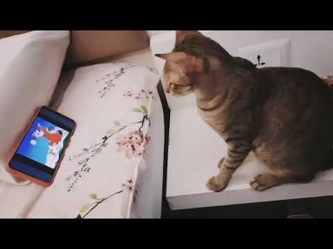 Cuteness OverLooOoad! Nimmi + Tom & Jerry = Pure joy