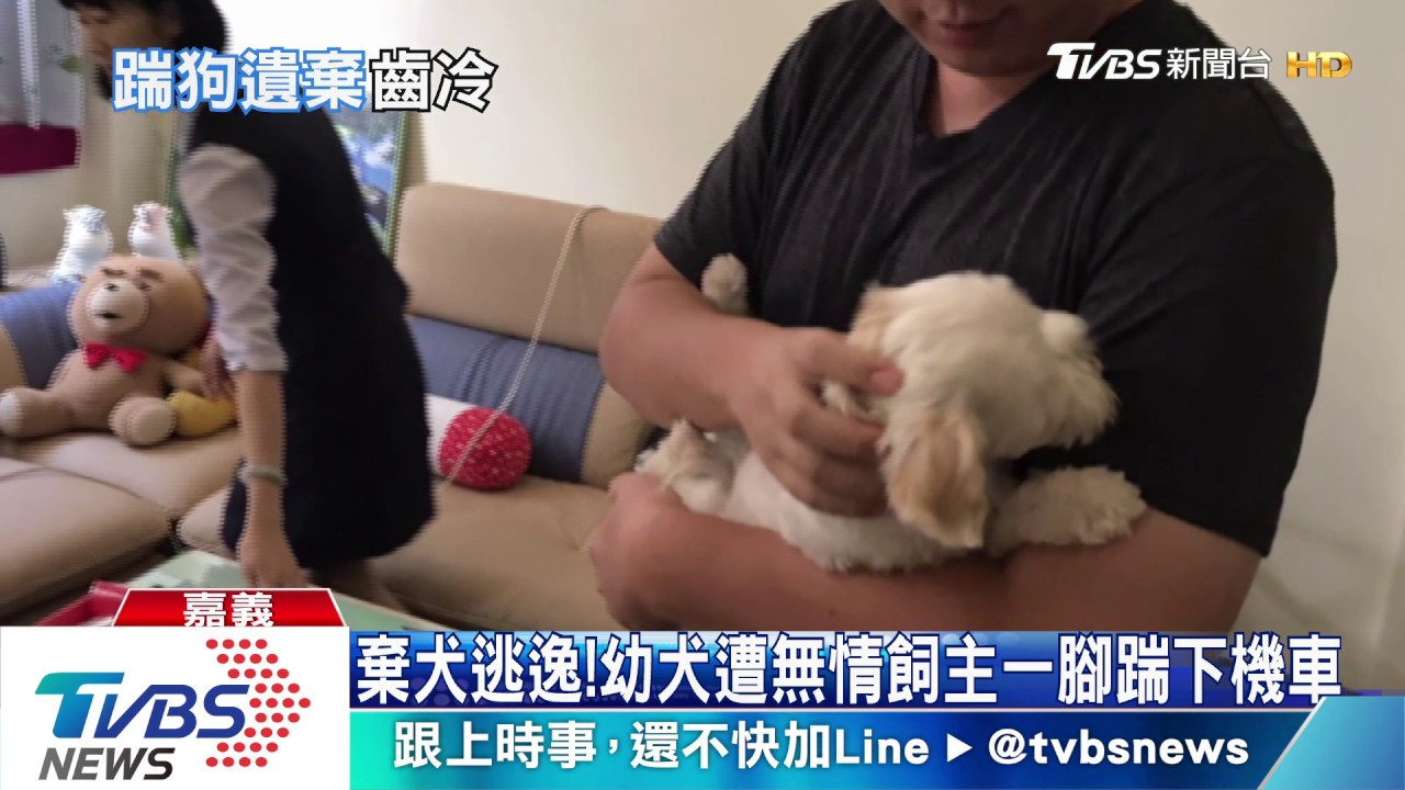 狠心!4個月幼犬踹下車棄養 飼主挨罰8萬3千
