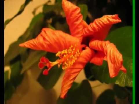 Flor Do Campo video