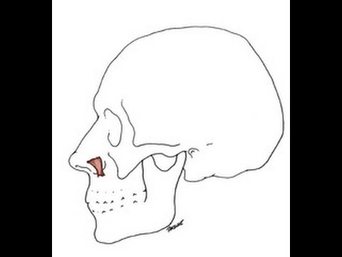 [#2]KOPF-LINKS\OBERFLÄCHLICH\NASE LINKS\M.NASALIS PARS ALARIS.LINKS