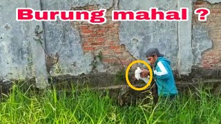 Download lagu Rejeki nomplok !!! Ngurek belut dapat burung mahal ? | Ngurek mania mp3