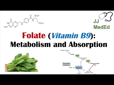 Iron Absorption Transport Metabolism and Regulation Biochemistry Lesson