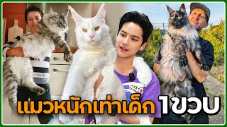 แมวเมนคูน แมวที่ตัวใหญ่ที่สุดในโลก! | ติดเต๋า