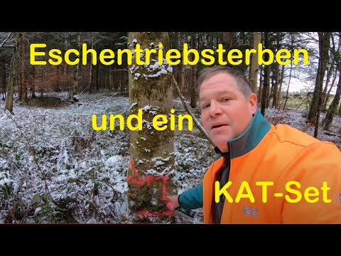 Eschentriebsterben und ein KAT-Set
