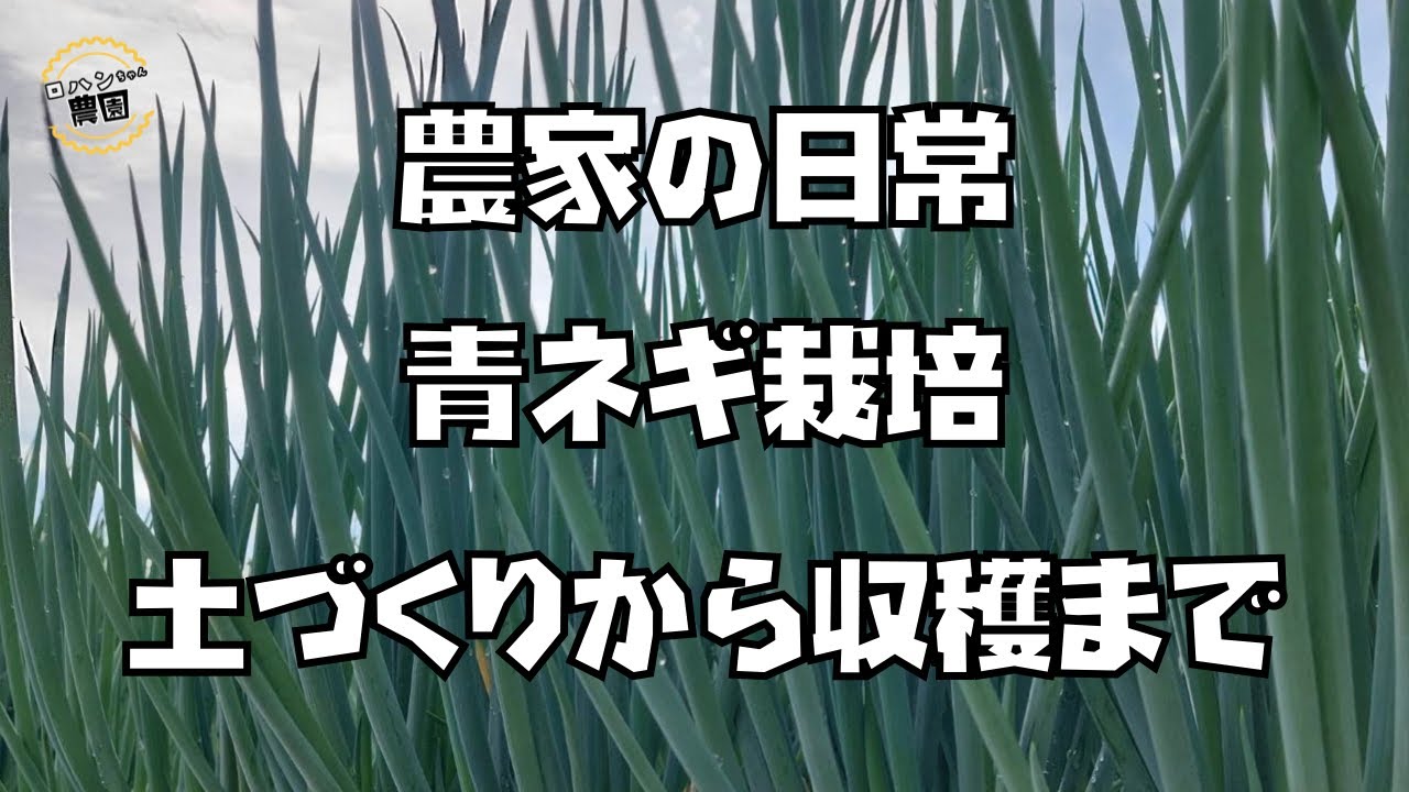 【青ネギ農家】の日常　【周年栽培】【株分けねぎ】【緑肥】