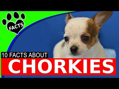 Chorkie Dogs 101 Chihuahua Yorkie Mix Facts Popular Designer Breeds
