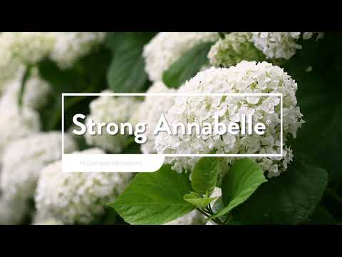 Strong Annabelle®