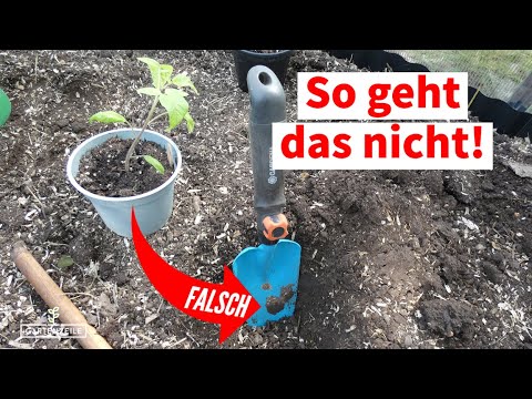 3 typische Anfängerfehler beim Gärtnern – Fehler verhindern und daraus lernen