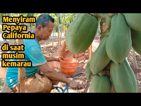 Penyiraman pepaya California di musim kemarau saat cuaca panas