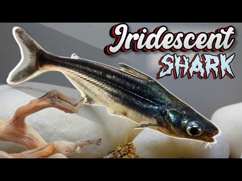 Žralok pangasius (Pangasianodon hypophthalmus) — video o chove a starostlivosti