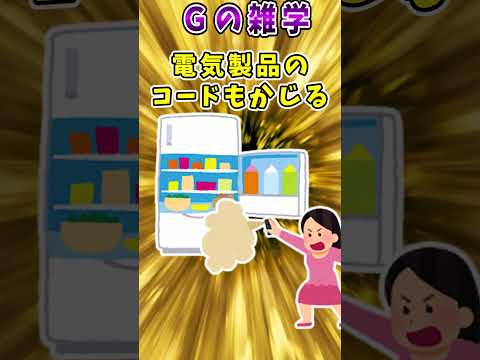 白いゴキブリ - それは何か、特徴と写真 - ゴキブリに関する面白い事実