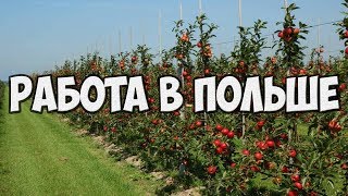 Работа в Польше яблоневые сады.Сезонная работа сбор яблок  Польше.