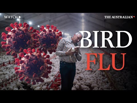 How bad is the widespread H5N1 avian flu outbreak?