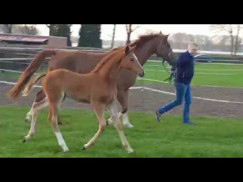 Video-Vorschau von Zinedream