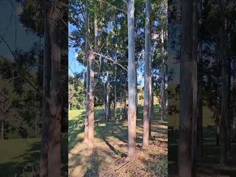 Sul do Brasil.#farming #brasil #mercadoagricola #youtubeshorts #agro #home #paraná #pastagem #nature