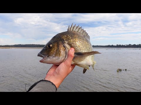 How To Catch Bream (Land Based)