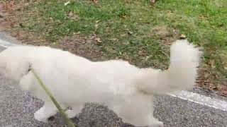 Video preview image #1 Great Pyrenees Puppy For Sale in Spring, TX, USA