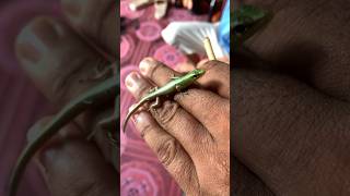 #rare encounter:This green #lizard just jumped over and was friendly to all of us🦎#animals #shorts