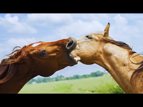 A Vida dos CAVALOS SELVAGENS | Curiosidades e Comportamentos
