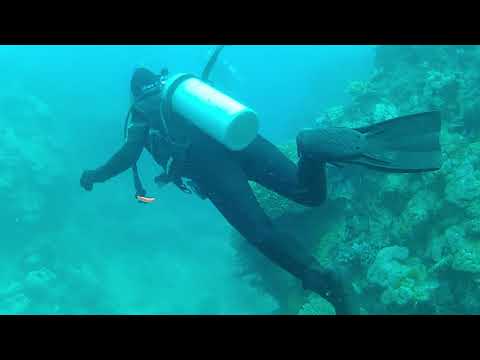 Diving Great Barrier Reef (02.2018)