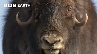 Musk Oxen Vs Arctic Wolves | Animal Super Parents | BBC Earth